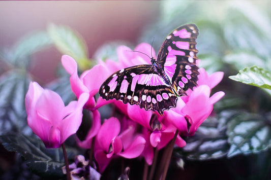 Schöne Aussicht - pinker Schmetterling