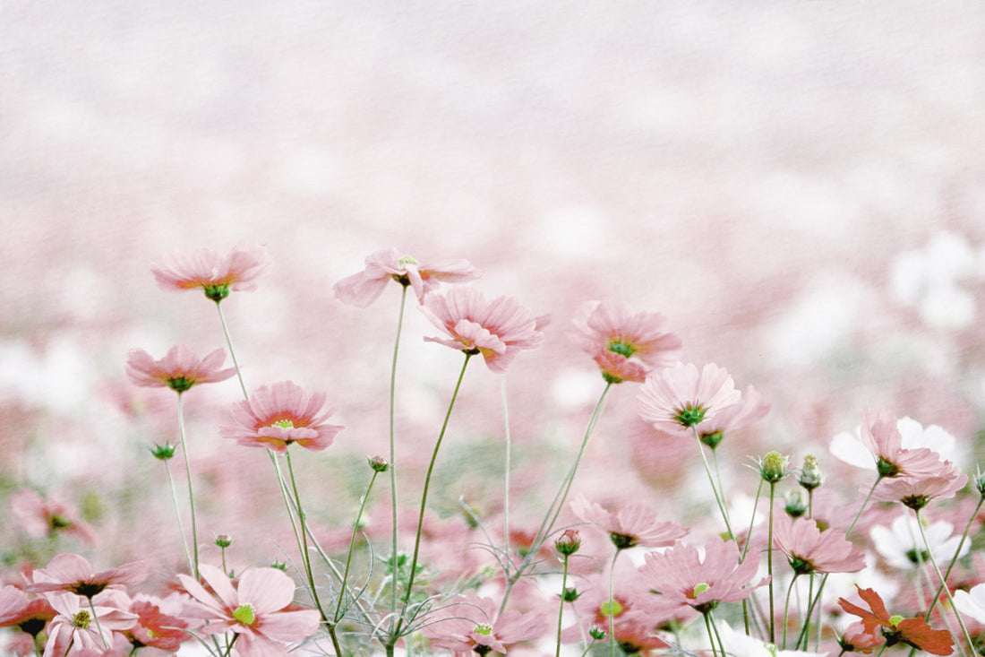 Schöne Aussicht - feine Blüten