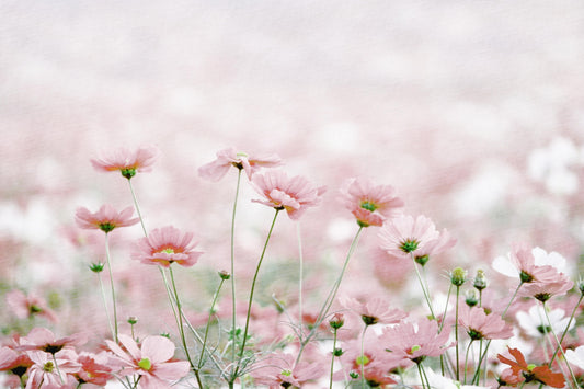 Schöne Aussicht - feine Blüten